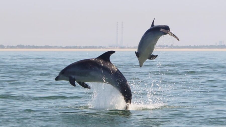 Setúbal and Tróia: Dolphin Watching and Arrábida Bays - From Tróia to the Arrábida coast