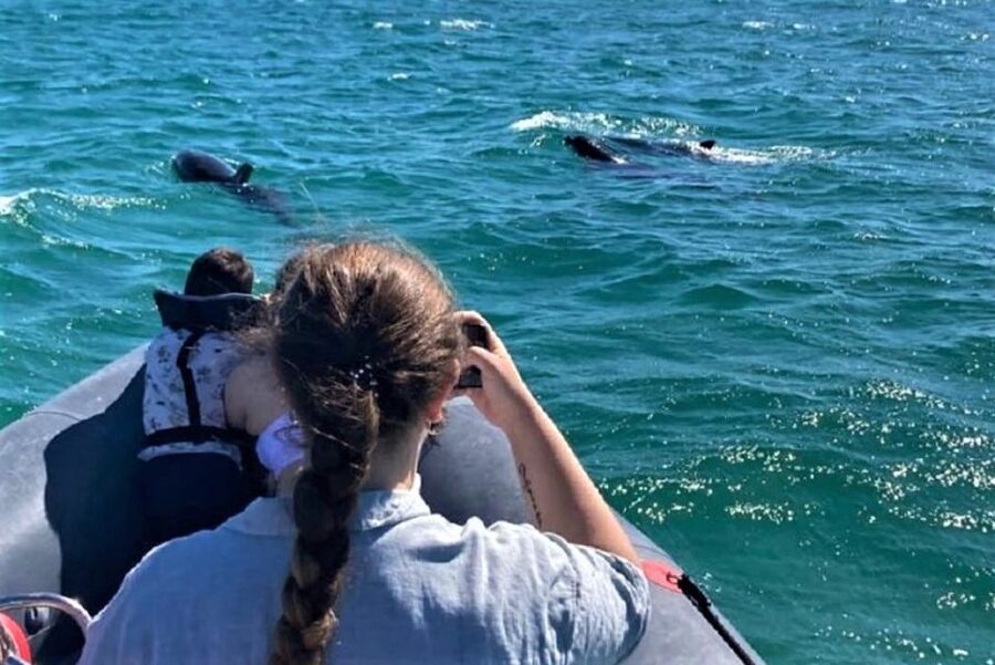 Setúbal: Dolphin-Watching Boat Tour - The Arrábida coast from an open boat