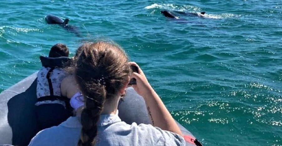 Setúbal: Dolphin-Watching Boat Tour - The search for dolphins is the real event