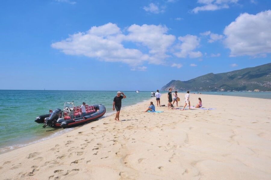 Setúbal: Dolphin-Watching Boat Tour - Should you book the Setúbal dolphin tour?