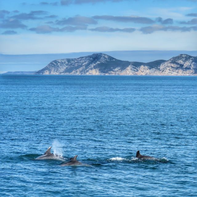 Setúbal: Dolphin Watching Tour - A welcome drink before the dolphin search