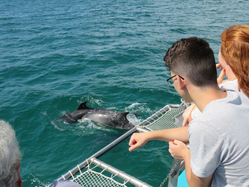 Setúbal: Dolphin Watching Tour - What makes the marine-biologist guides useful