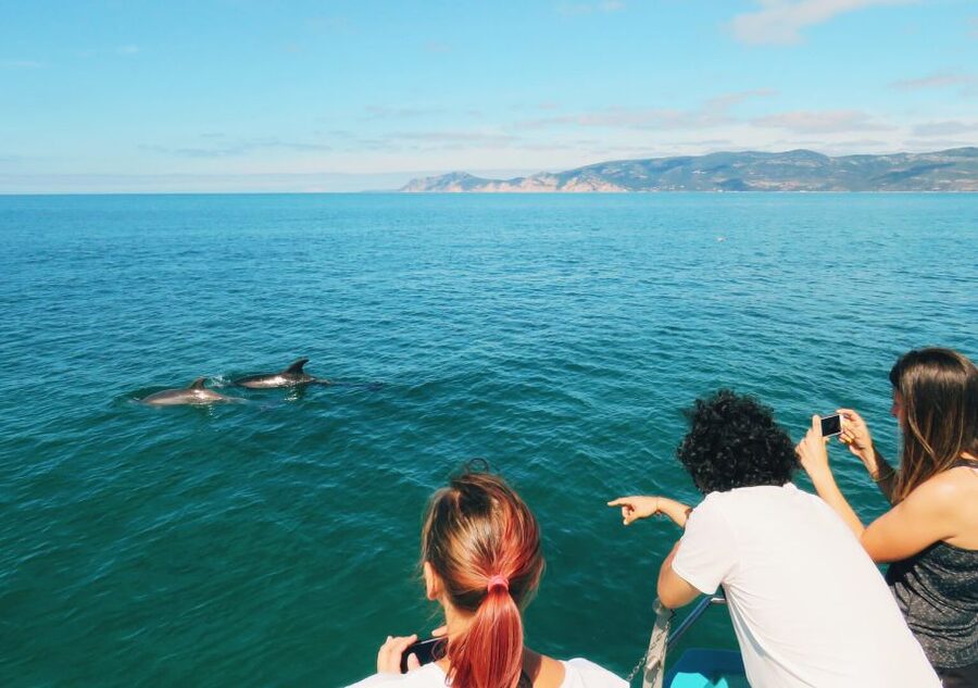 Setúbal: Dolphin Watching Tour - Underwater rooms and the view below the boat