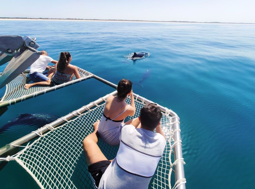 Setúbal: Dolphin Watching Tour - A short swim with Arrábida Mountain nearby