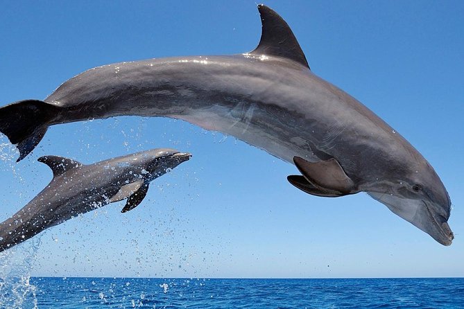 Setúbal Private Tour - Including Dolphin Watching - Is $221.08 per person fair?