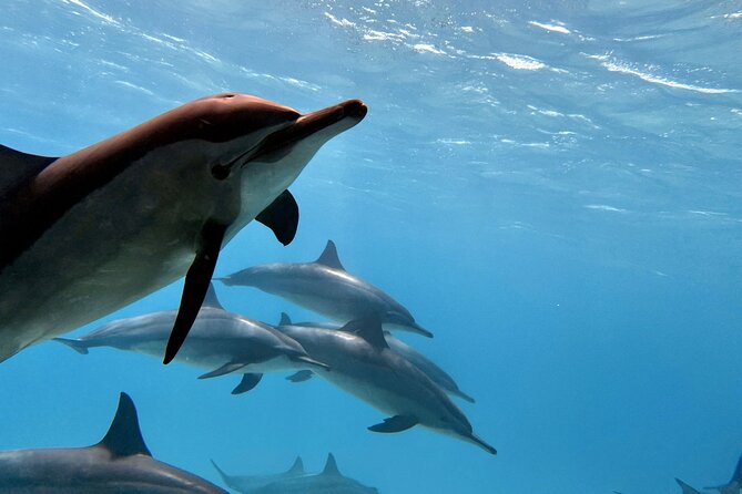 Sha'ab Samadai Reef - Dolphin House Snorkeling Tour at Marsa Alam - The 8:00 am start from Marsa Alam