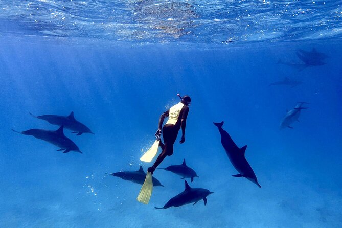 Sha'ab Samadai Reef - Dolphin House Snorkeling Tour at Marsa Alam - Two snorkeling sessions at Shaab Samadai