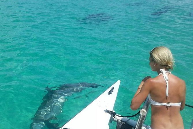 Shallow Water Snorkeling and Dolphin Watching in Key West - Key details to know before you book
