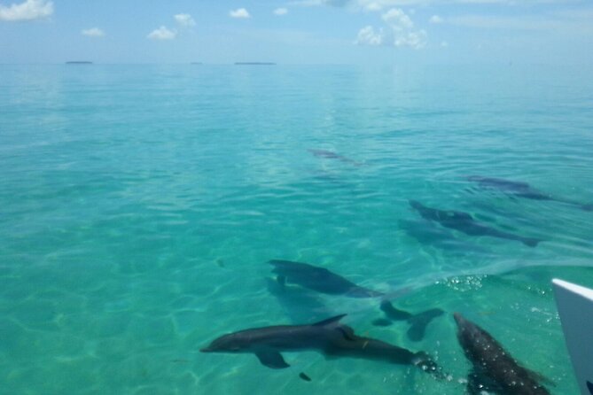 Shallow Water Snorkeling and Dolphin Watching in Key West - Weather, comfort, and the fine print