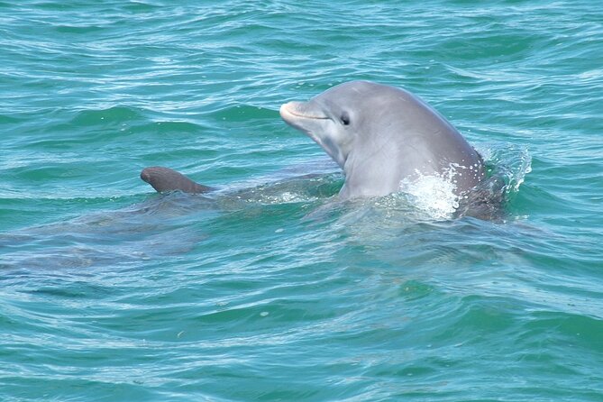 Shallow Water Snorkeling and Dolphin Watching in Key West - How this trip compares with a basic snorkel cruise