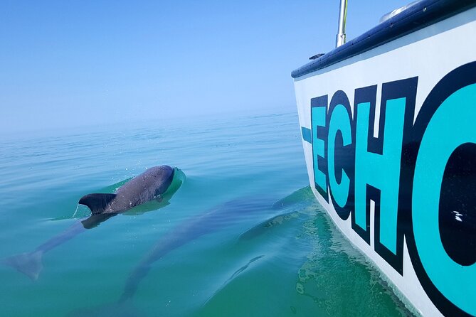 Shallow Water Snorkeling and Dolphin Watching in Key West - Snorkeling over reef, wreck, or sponge garden