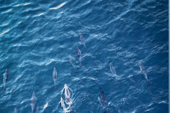 Shared 10 Pax Boat Tour: Dolphin Watching, Snorkelling and BBQ - A 6 am start from La Gaulette