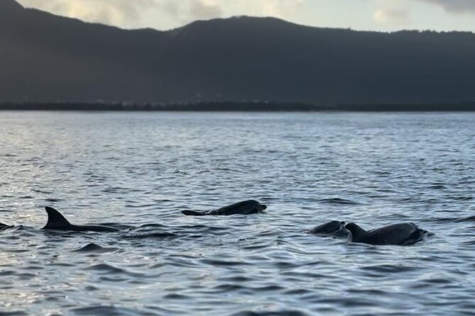 Shared 10 Pax Boat Tour: Dolphin Watching, Snorkelling and BBQ - Price, timing, and what to pack