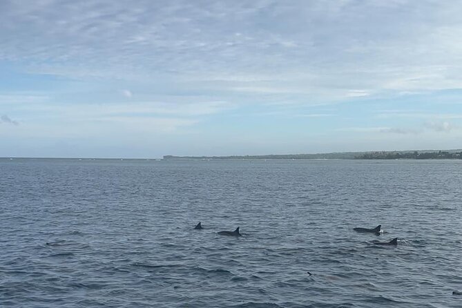 Shared 10 Pax Boat Tour: Dolphin Watching, Snorkelling and BBQ - Looking for bottlenose and spinner dolphins