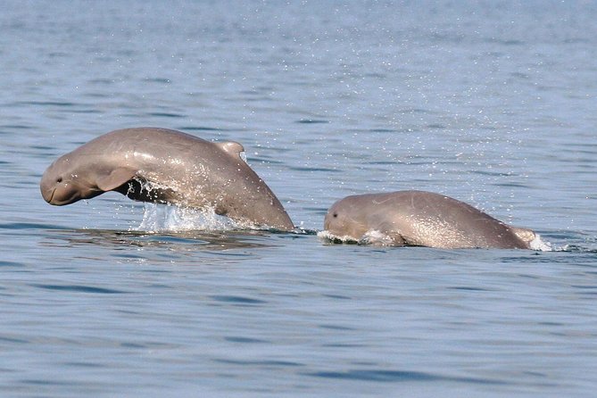 Shared Mangrove & Irrawaddy Dolphin Watching Cruise - Searching for Irrawaddy dolphins