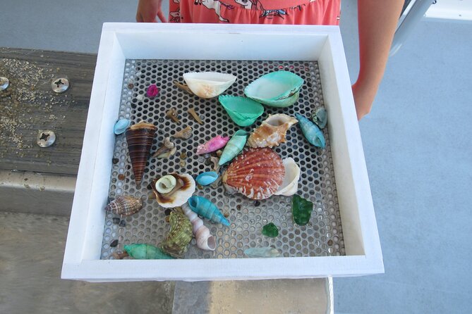 Shark Teeth and Shells, Dolphin and Shelling Tour Boat Clearwater Beach - Practical details before you book