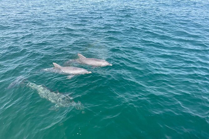 Shell Island Dolphin and Snorkel Boat Tour - What this two-hour Panama City Beach trip is really about