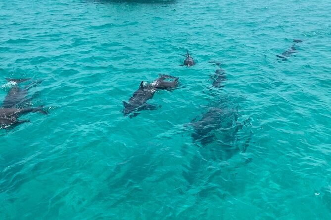Shell Island Dolphin Sightseeing Boat Tour in Panama City Beach - A good choice for families, couples, and solo visitors
