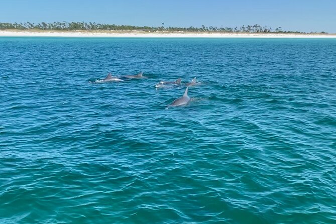 Shell Island Dolphin Sightseeing Boat Tour in Panama City Beach - What to bring and what to expect onboard