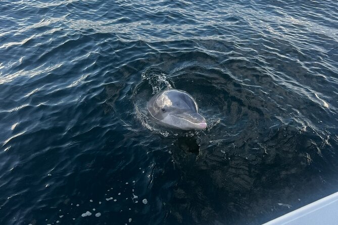 Shell Island Dolphin Sightseeing Boat Tour in Panama City Beach - Is $40 a fair price?