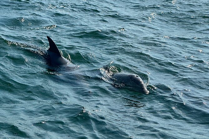Shell Island Dolphin Sightseeing Boat Tour in Panama City Beach - Wildlife ethics and realistic expectations