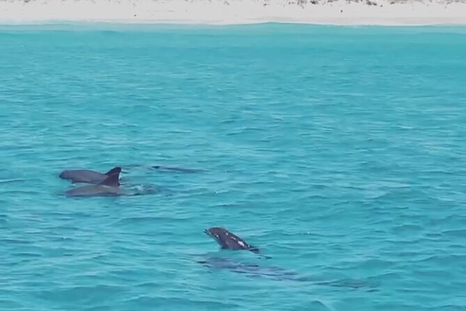 Shell Island Dolphin Sightseeing Boat Tour in Panama City Beach - Weather, cancellations, and planning the day