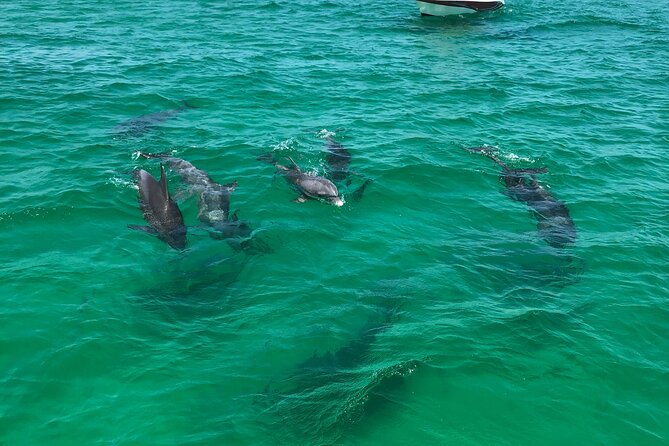Shell Island Snorkel and Dolphin Catamaran Cruise with Island Time - Who will enjoy this trip most