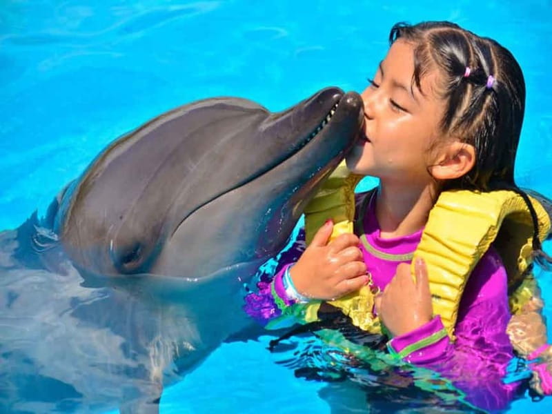 Side/Alanya: Swimming with Dolphins and Dolphin Show - The dolphin session takes place in a separate pool