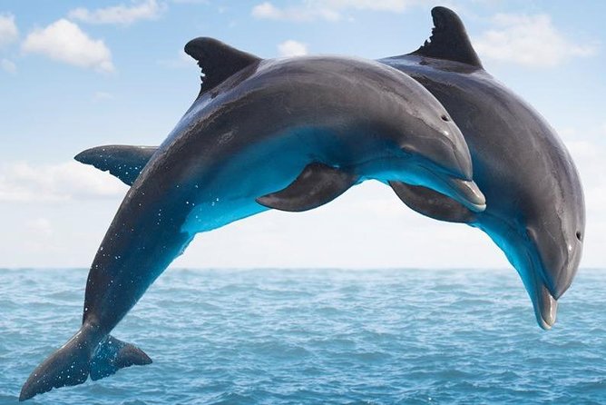 "Side: Boat Adventure to Dolphin Island – Swim and Enjoy Lunch" - A full day from Side for $28.92