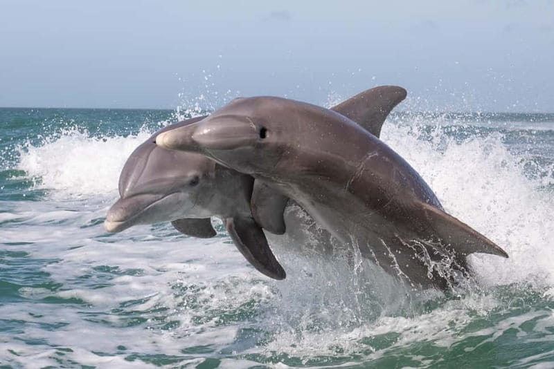 Side Dolphin Island Boat Cruise with Lunch & Drinks - Key points before you book