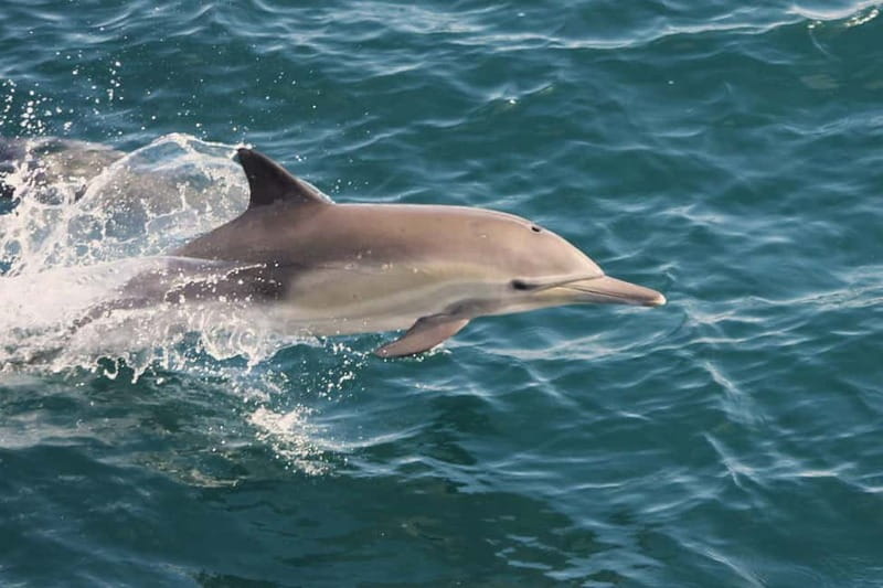 Side Dolphin Island Boat Cruise with Lunch & Drinks - The final swim stop can test your patience