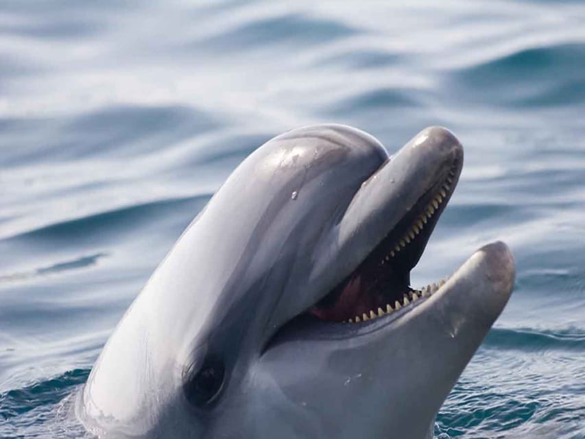 Side: Dolphin Island Boat Tour, Lunch, Sotf Drinks& Swimming - Dolphin Island and the swimming experience