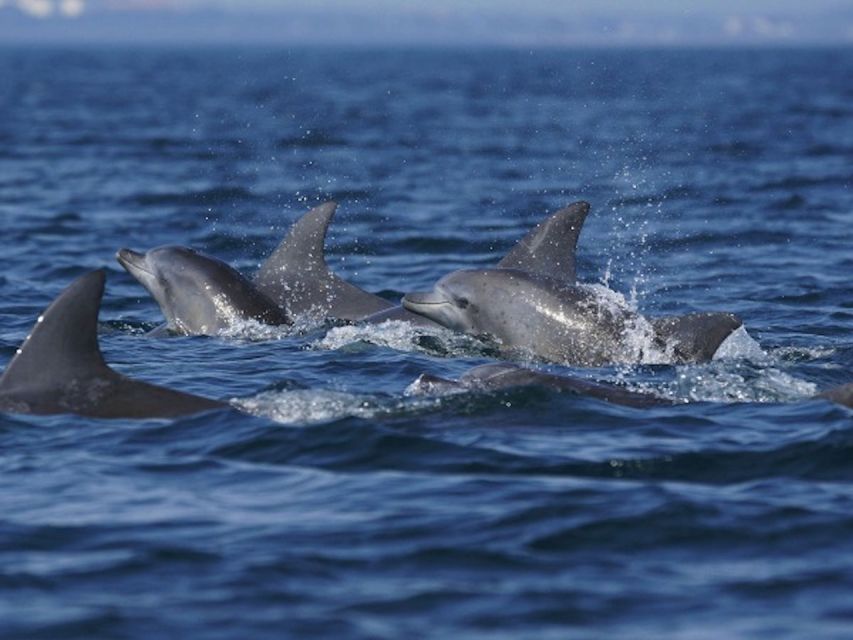 Side: Dolphin Island Boat Tour w/ Lunch & Foam Party - Dolphin Island and the wildlife question