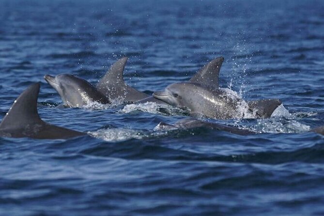 Side: Dolphin Island Boat Tour with Foam Party and Lunch - What the $30 price really covers