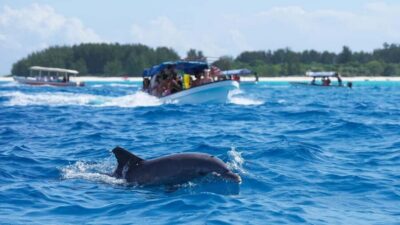 Side Dolphin Island Boat Trip with Lunch & Swim Stops