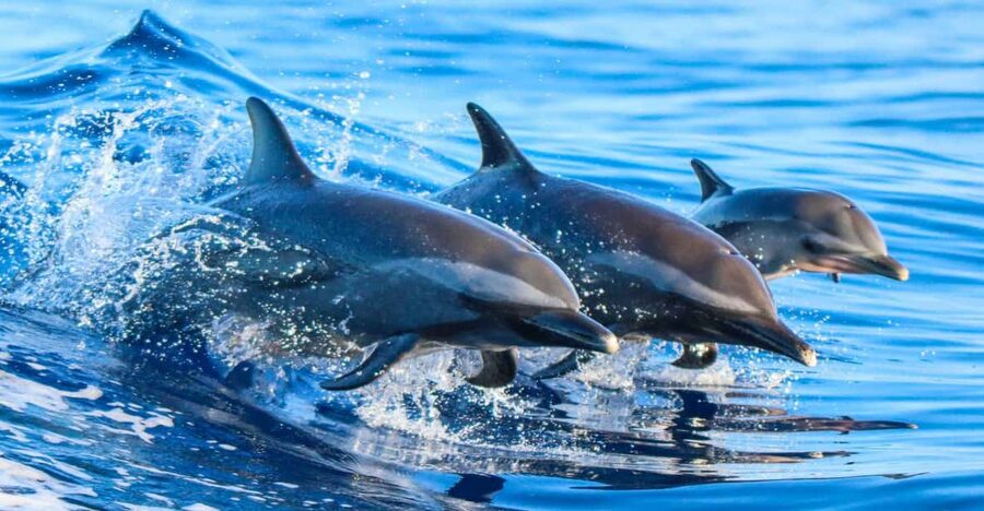 Side: Dolphin Island Boat Trip with Lunch & Unlimited Drinks - At a Glance