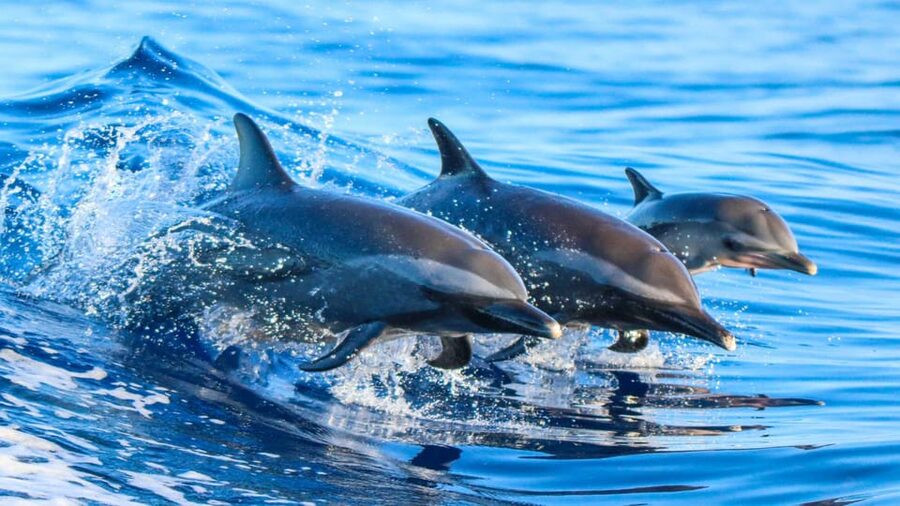 Side: Dolphin Island Boat Trip with Lunch & Unlimited Drinks - Swimming Where the River Meets the Sea