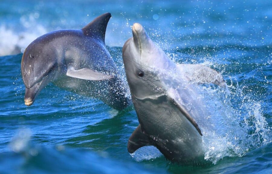 Side: Dolphin Island Boat Trip with Lunch & Unlimited Drinks - Foam Party, Dancing, and Family Fun