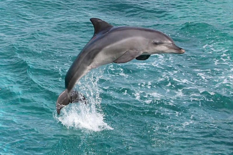 Side: Dolphins Island Cruise with Swimming Stops and Lunch - Lunch with the coast moving past