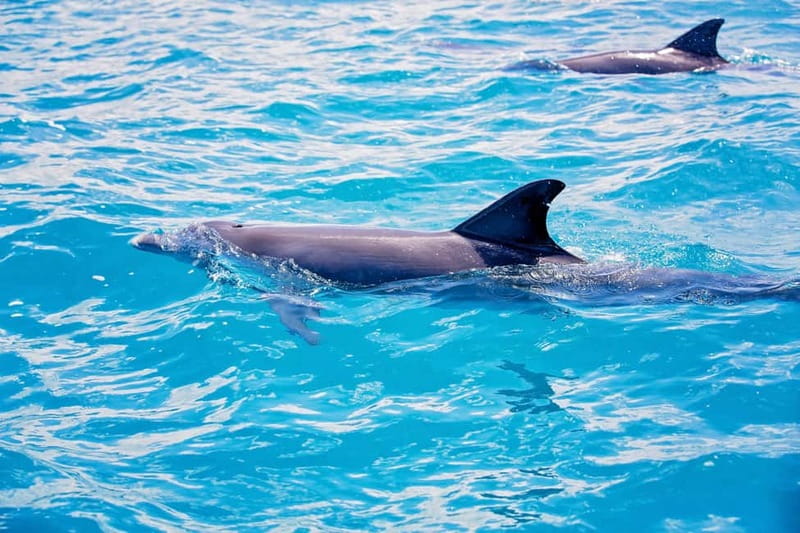 Side: Dolphins Island Cruise with Swimming Stops and Lunch - Watching for dolphins and loggerhead turtles