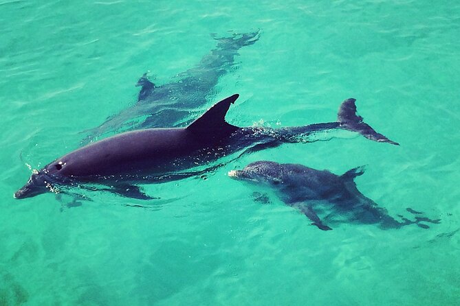 Six Fins Private Dolphin Safari – Dolphin Watching in Key West - Comfort for families and mixed-age groups