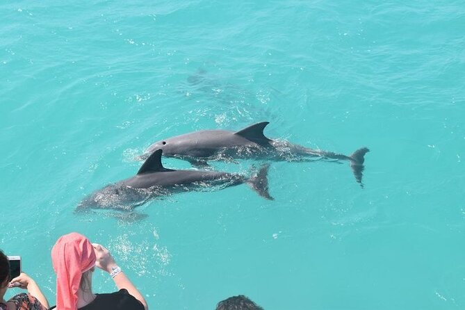 Six Fins Private Dolphin Safari – Dolphin Watching in Key West - Making the most of three hours