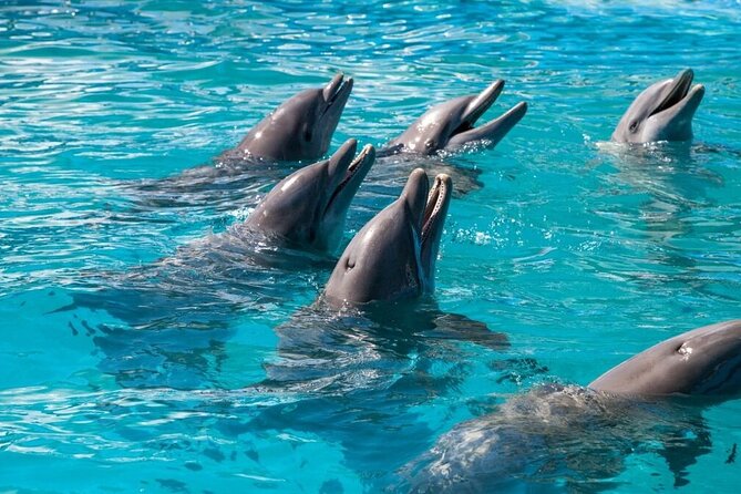 Six Fins Private Dolphin Safari – Dolphin Watching in Key West - Who should book Six Fins