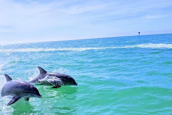 Small Group 2 Hour Dolphin Cruise with Snorkeling to Shell Key - The captains shape the experience