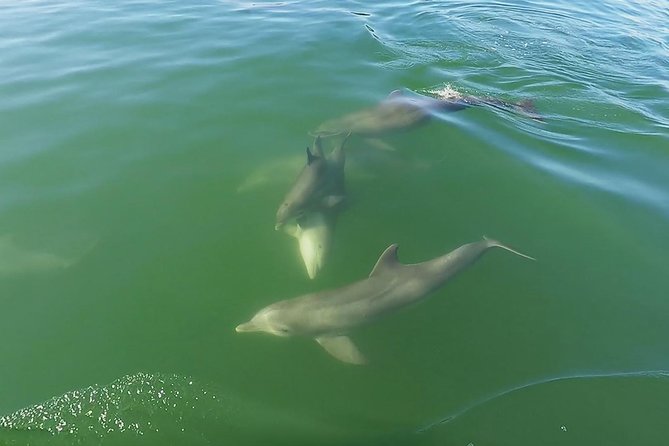 Small Group 2 Hour Dolphin Cruise with Snorkeling to Shell Key - Is $75 a fair price?