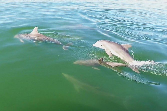 Small Group 2 Hour Dolphin Cruise with Snorkeling to Shell Key - Who will enjoy this most