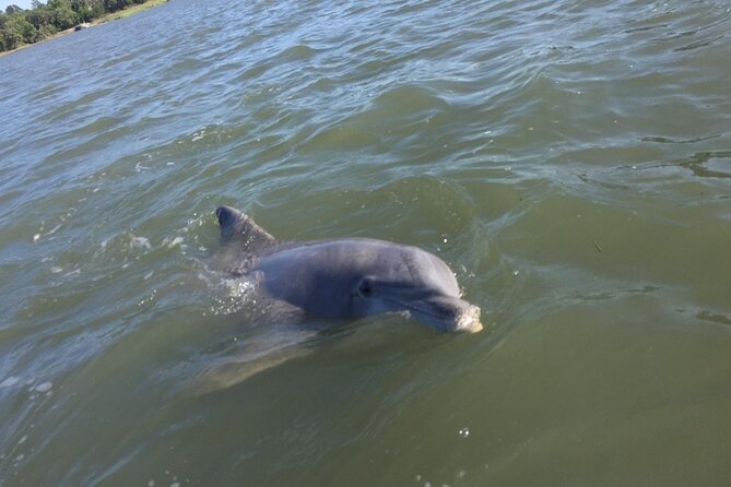 Small Group - 6 Passengers - Morning Dolphin and Donut Cruise - A morning built around dolphins and donuts
