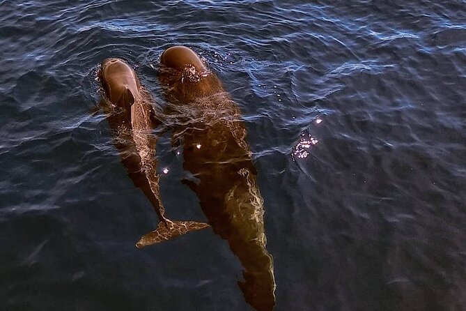 Small Group Boat Whale and Dolphin Watching Tour - Searching for whales and dolphins around La Gomera