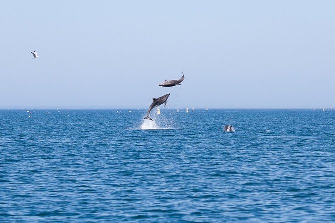 Small Group Dolphin and Wildlife Watching Tour in Faro - Leaving Faro through Ria Formosa