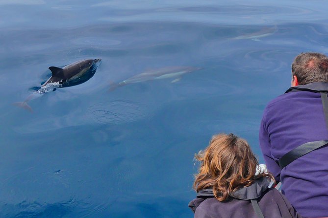 Small Group Dolphin and Wildlife Watching Tour in Faro - Whales, turtles, sunfish, and seabirds